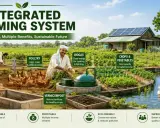 Integrated farming system with dairy cows, poultry, crops, vegetables, and fishery. This sustainable approach benefits livelihood.