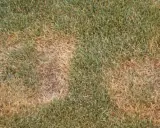 Patches of brown, dead grass indicate summer patch disease on the lawn.
