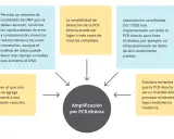 Diagrama de flujo con un círculo central que dice "Amplificación por PCR directa" rodeado de cuadros de texto con información sobre sus beneficios y aplicaciones.