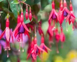 Hängande fuchsia utomhus med sina karaktäristiska röda kronblad och lila inre. En sommaräng i full blom.