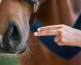Nahaufnahme eines Pferdekopfes, eine Hand testet das Sprenger Gebiss.
