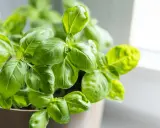 Krzew świeżej bazylii w doniczce. Idealna do pesto, sosów i sałatek. Zastanawiasz się, co zrobić ze świeżą bazylią? Oto inspiracja!