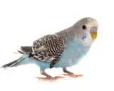 Un adorabile parrocchetto ondulato femmina, con piumaggio azzurro e grigio, posa su sfondo bianco.