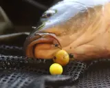 Karp z haczykiem i kulkami proteinowymi, które mogą stanowić skuteczną zanętę na karpia.