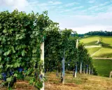 Reife Trauben der Barolo Rebsorte hängen an üppigen Rebstöcken, die sich über grüne Hügel erstrecken.