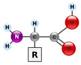 Strukturformel einer alpha Aminosäure mit Aminogruppe (N, H), Carboxylgruppe (C, O) und variablem Rest (R).