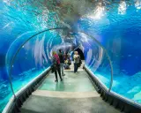 Afrykarium a oceanarium: Nie są synonimami! Poznaj różnice