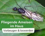 Nahaufnahme einer geflügelten Ameise auf einem Blatt. Text: "Fliegende Ameisen im Haus. Vorbeugen & loswerden.