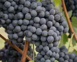 Reife, dunkle Trauben der Rebsorte Barbaresco hängen an den Reben.