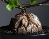 Wyjątkowy kaudeks Dioscorea elephantipes, przypominający skorupę żółwia, z zielonymi liśćmi pnącymi się po podporze.