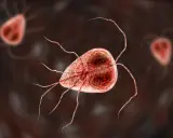 Mikroskopijny obraz pasożyta Giardia, który może powodować problemy zdrowotne u kotów.