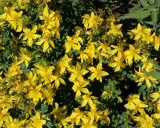 Un champ de millepertuis aux fleurs jaunes éclatantes, évoquant ses nombreux bienfaits pour le bien-être.