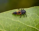 A spiky, black and orange asian beetle larvae crawls across a vibrant green leaf, its tiny legs gripping the surface.