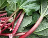 Tiges rouges et vertes de rhubarbe fraîchement cueillie, prêtes à être transformées en un délicieux fruit pour une tarte.