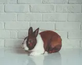 Ein braun-weißer Hase liegt vor einer weißen Ziegelwand. Seine großen, dunklen hasen augen blicken neugierig in die Ferne.