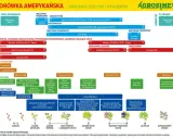 Kiedy nawozić borówki? Tabela pokazuje zalecenia nawożenia i ochrony borówki amerykańskiej w zależności od fazy rozwojowej rośliny (BBCH).