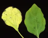 Feuille d'aubergine saine verte à côté d'une feuille montrant les symptômes d'une maladie : jaunissement et nécrose.