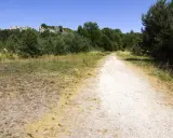 Droga przez las prowadzi do skalistych wzniesień. To ścieżka w centrum dziedzictwa przyrodniczego i kulturowego Jury.
