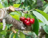 Reife Kirschen hängen an einem Ast, der nach dem Kirschbaum schneiden im Frühjahr gut verheilt ist.