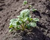 Jeunes pousses de pomme de terre dans la terre, promettant de futures frites ou une purée onctueuse.