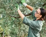 Une femme taille un olivier trop haut, portant des gants verts. Elle utilise des sécateurs pour élaguer les branches.