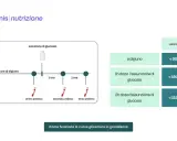 Schema della curva glicemica: prelievi a digiuno, 1h e 2h dopo glucosio, con valori di riferimento.