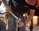 Kowal dla konia pracuje przy podkowie. Zastanawiasz się, ile kosztuje kowal dla konia?