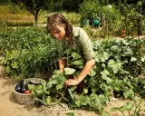 Une jardinière récolte un concombre poona kheera dans son potager luxuriant, à côté d'un panier rempli de légumes frais.