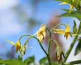 Fleurs de tomate jaunes, certaines fanées, sur fond bleu. Comprendre pourquoi les fleurs de tomates tombent est essentiel pour une bonne récolte.