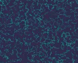 Struttura cellulare di Citrobacter koseri, con forme tondeggianti e irregolari che si aggregano in un pattern organico su sfondo scuro.