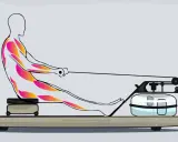 Silhouette auf Rudermaschine, die die beanspruchten Muskeln in leuchtenden Farben zeigt. Ein Ganzkörpertraining für starke Muskeln.
