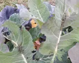 Des chenilles de piéride du chou dévorent les feuilles d'un chou, laissant de nombreux trous.
