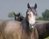 Ein braunes Pferd mit weißer Blesse blickt in die Kamera, während ein anderes Pferd im Hintergrund steht. Das Fell des vorderen Pferdes wirkt feucht, als ob es zittert.