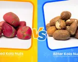 Comparaison entre le petit cola rouge et le petit cola amer. Les noix rouges sont vives, tandis que les noix amères ont une teinte terreuse.