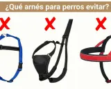Tres tipos de arneses para perros marcados con X roja. El azul es un arnés de pecho, el negro parece un arnés de paseo, y el rojo es un arnés de entrenamiento.
