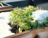 A green mint plant in a wooden planter is covered in snow, raising the question: can mint survive winter?