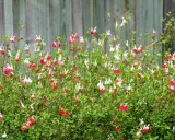 Un parterre de sauge de Graham aux fleurs bicolores rouge et blanc, devant une clôture en bois.