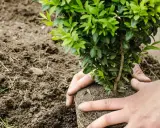Mains tenant un jeune arbuste pour le planter dans la terre meuble, début d'une haie.