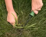 Hands pull a weed from a lawn, showing how to get rid of crabgrass by hand.
