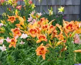Vibrant orange and pink daylilies bloom. The best time to divide daylilies is after flowering, typically in late summer or early fall.