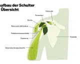 Anatomie der Schulter: Schulterblatt, Humerus, Rotatorenmanschette, Deltoideus, Bizeps. Hilfreich bei Schulterblatt Schmerzen.