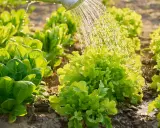 Arrosage des salades dans un potager ensoleillé. L'eau tombe en pluie fine sur les feuilles vertes et croquantes, promettant une récolte fraîche.