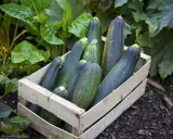 Une caisse en bois remplie de courgettes sombres et vertes, prêtes pour l'entretien. Des feuilles luxuriantes entourent la récolte.