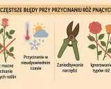 Róże: Przycinanie krok po kroku. Uniknij błędów, ciesz się kwiatami!