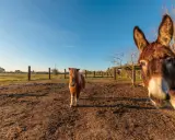 Un asino curioso si avvicina alla telecamera in un parco con animali in Toscana, mentre un pony osserva in lontananza.