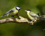 Deux oiseaux des jardins, mésanges charbonnières, se font face sur une branche.
