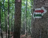 Strzałka szlaku turystycznego na drzewie w lesie. Czerwono-zielony znak wskazuje kierunek na szyndzielnia trasę.