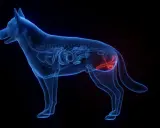 Anatomia psa z uwydatnionym penisem w kolorze czerwonym.