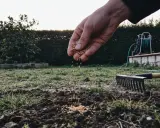 Main qui sème des graines pour semer pelouse sans retourner terre. Un râteau est prêt à l'emploi.