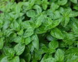 Gęste, zielone liście oregano, które mogą być częścią różnych odmian tej aromatycznej rośliny.
